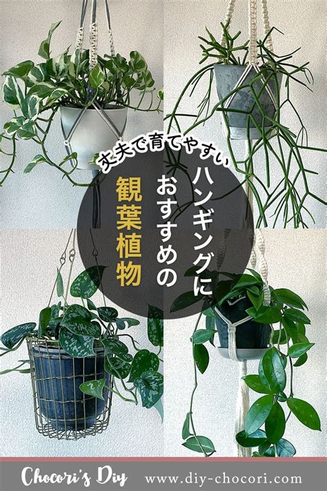 吊植物|吊るして飾る観葉植物「ハンギンググリーン」おすすめの種類、。